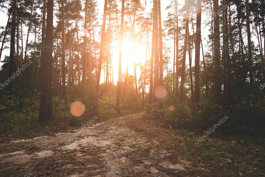 Sunlight filtering through tall forest trees