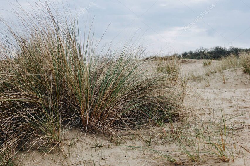 Simple dune with grass against a wide sky